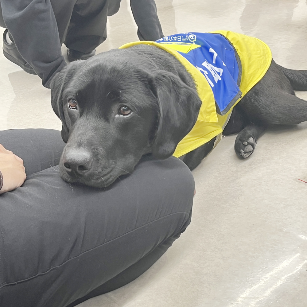 ☆介助犬セミナー☆